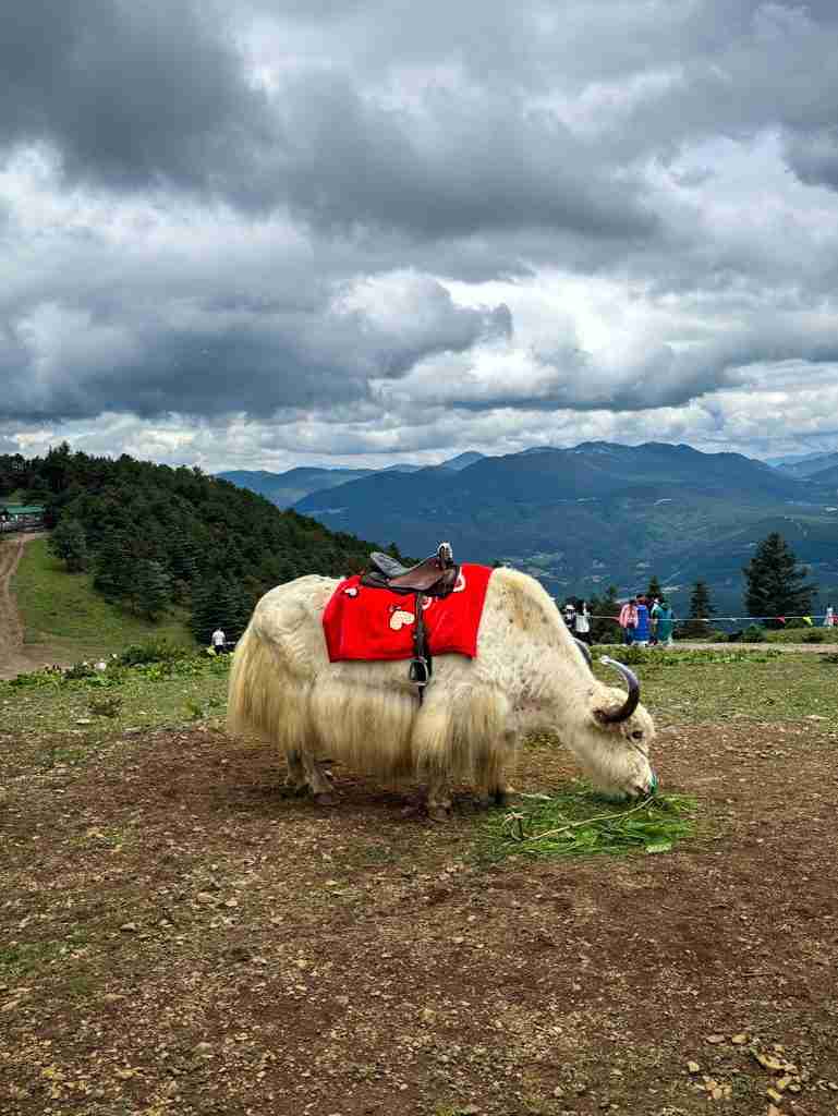 Spruce flats, yak grazing 