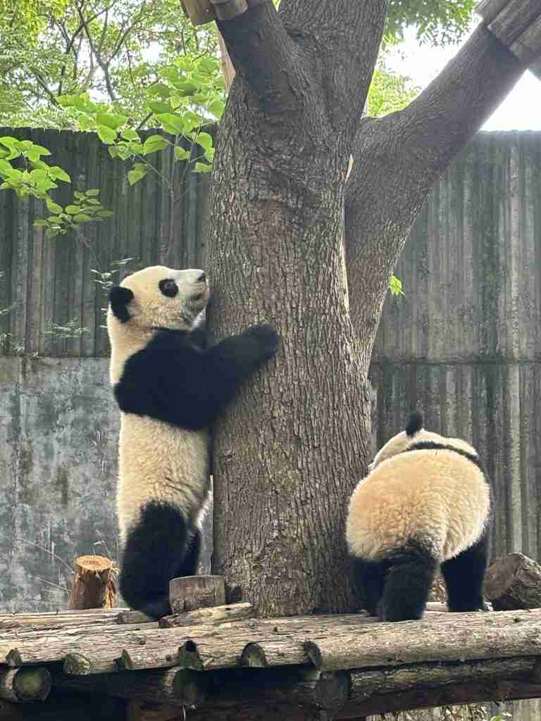 Two giant pandas at the Chengdu Research Base of Giant Panda Breeding. A photograph of two giant pandas at the Chengdu Research Base of Giant Panda Breeding, a famous conservation center in Chengdu. One panda is standing on its hind legs, hugging a tree, while the other is visible from behind on a wooden platform