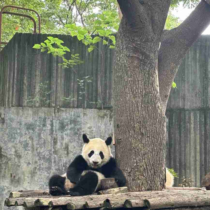A Giant Panda climbing a tree at the panda base in Chengdu, showing their playful nature.
