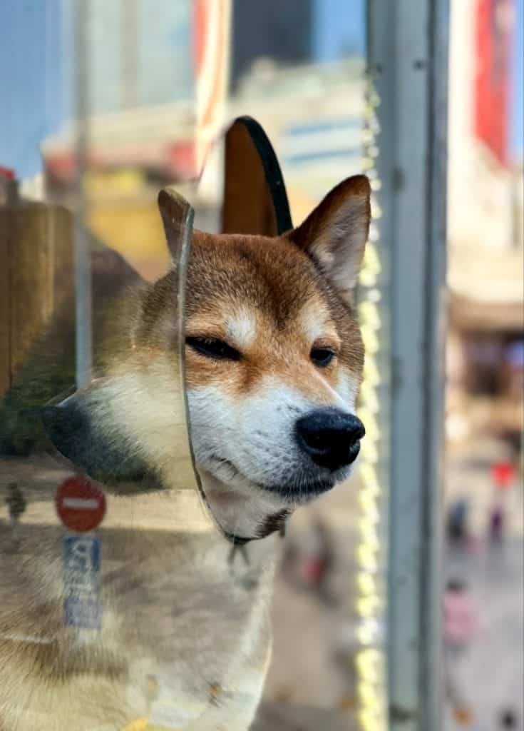 Guangzhou Day Trip Guide. Dog cafe Beijing road Guangzhou