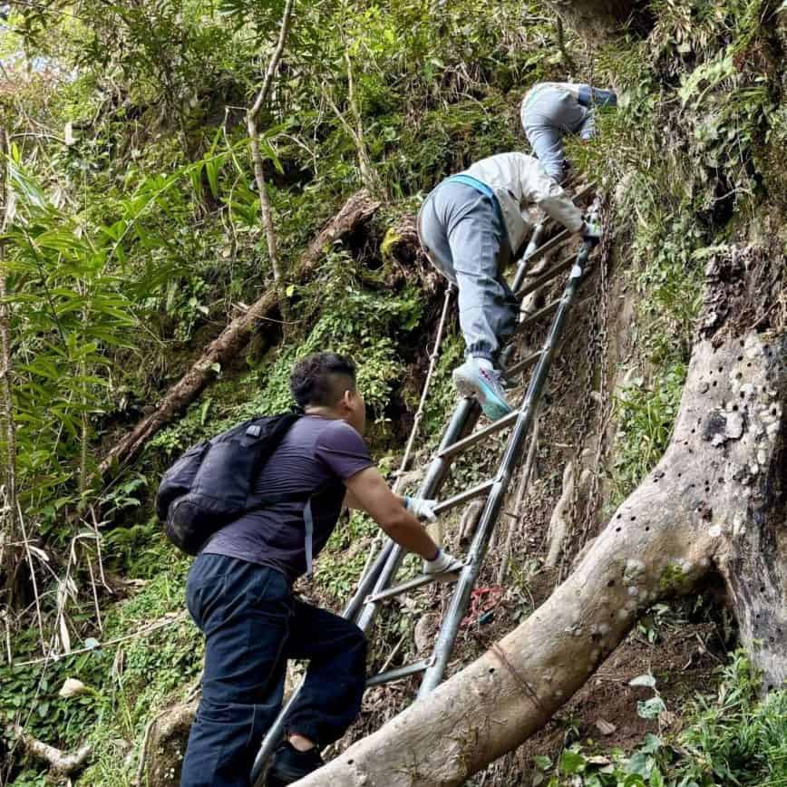 Hikers climbing up a ladder in the rainforest