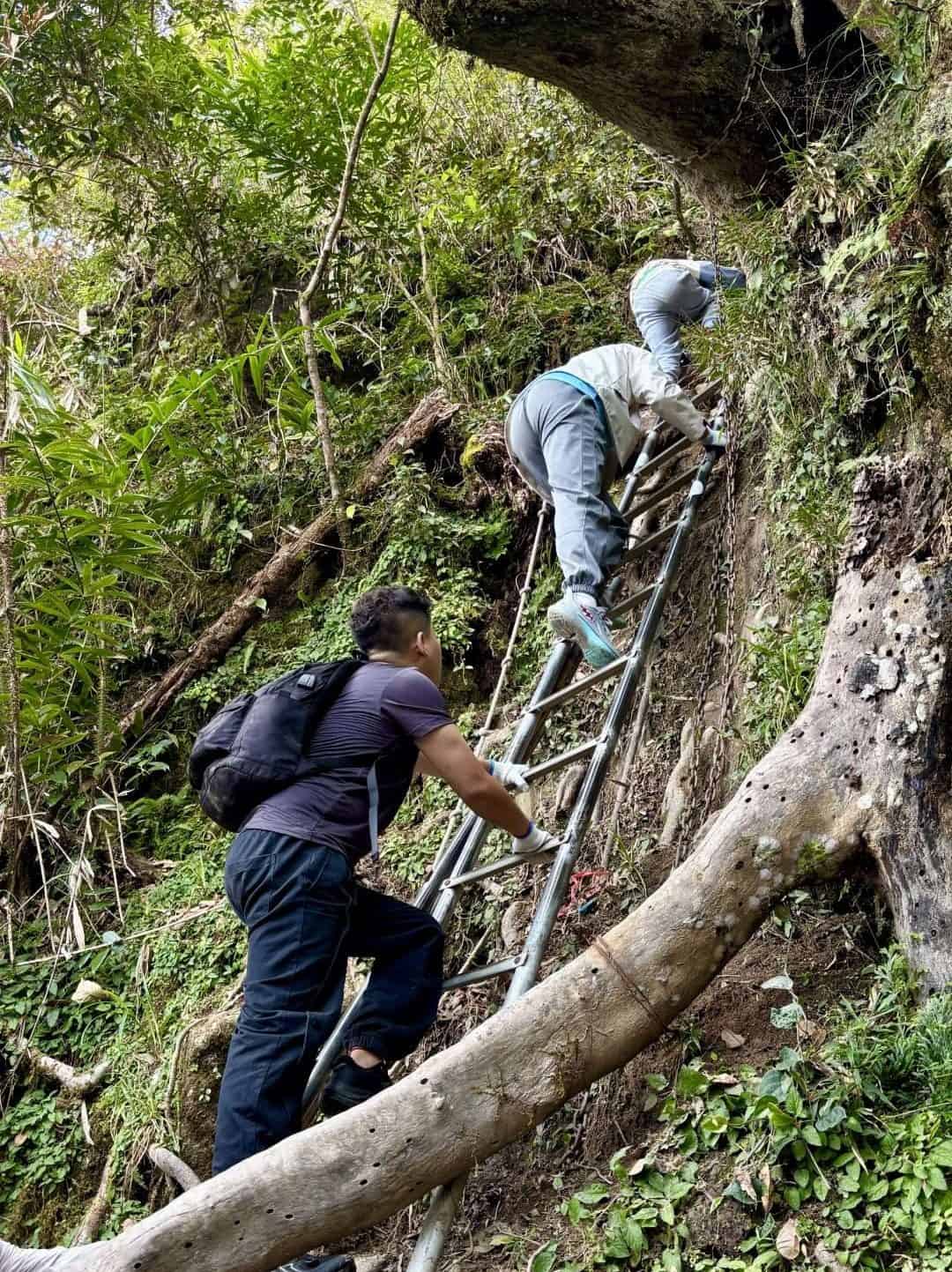 Hikers climbing up a ladder in the rainforest