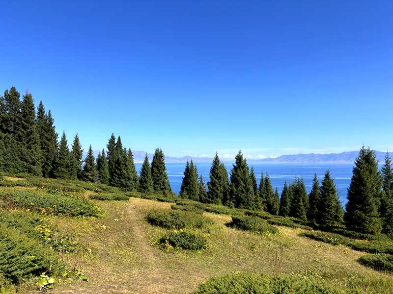 Sayram Lake, Xinjiang, seen through pine trees from the Pine Head hiking trail