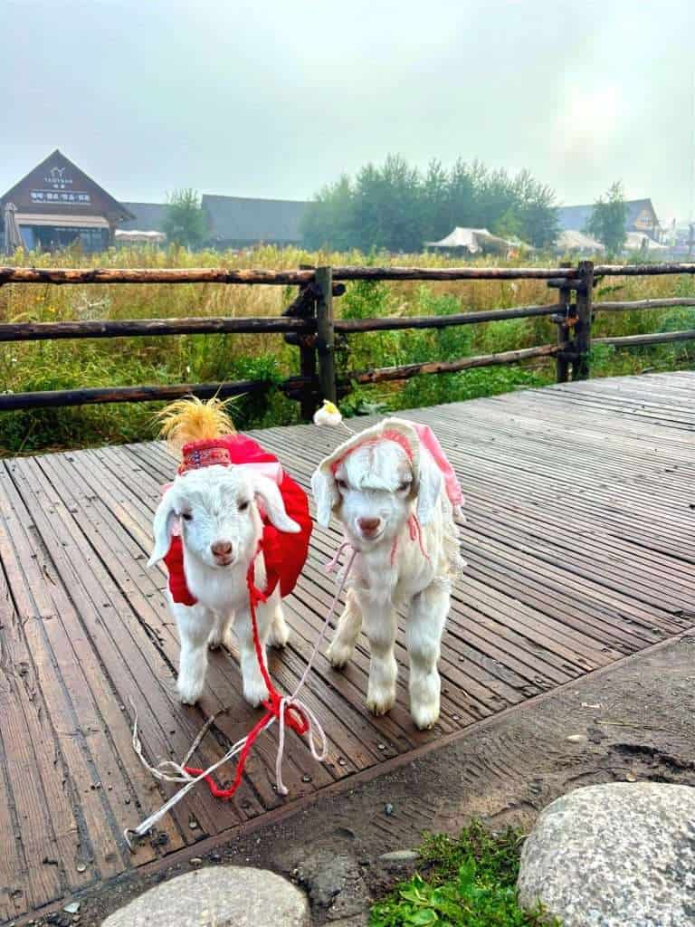 A small baby goat dressed in a tiny outfit for a photo rental near Hemu Bridge, Hemu Village