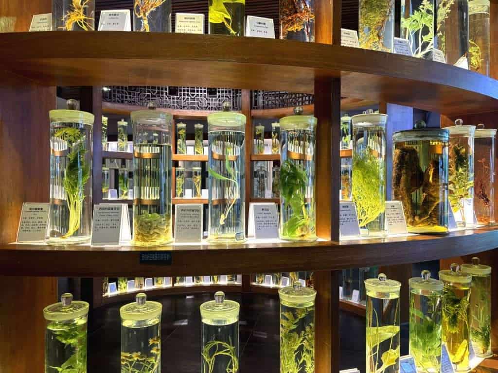 Herb specimens on display at the Altay Chinese Medicine Museum
