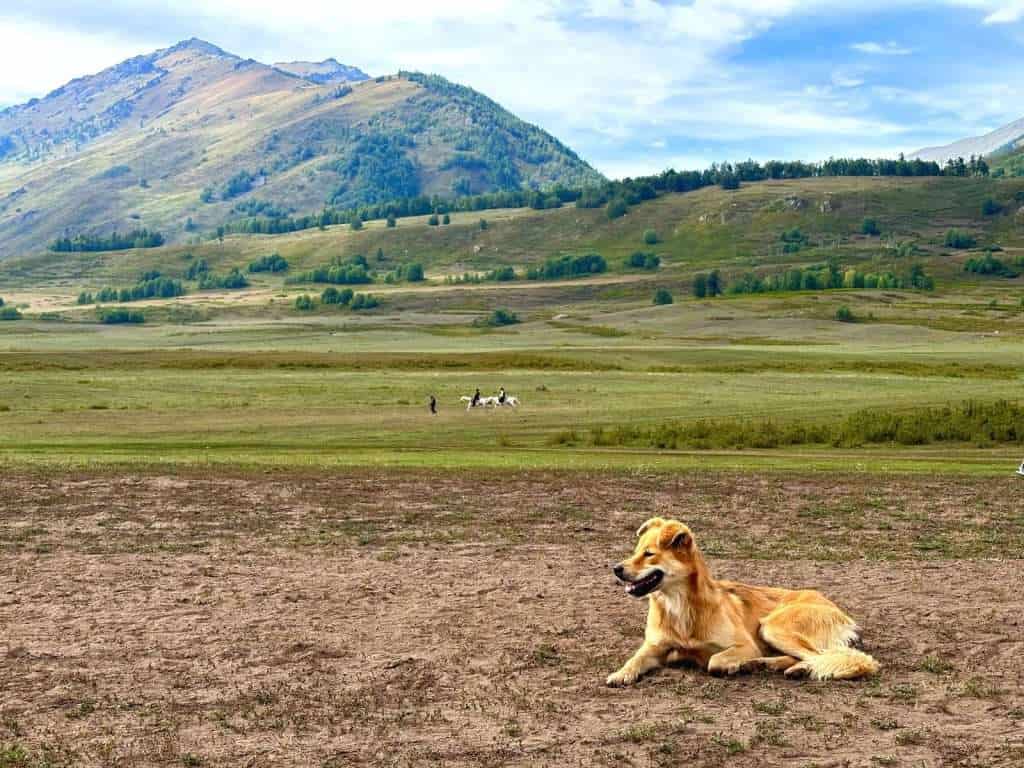A friendly golden-coated dog resting in a field in Hemu Village, with horse riders and mountains in the background