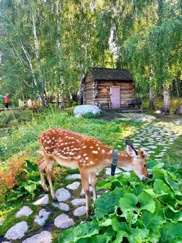 A pet reindeer resting in the garden outside the Hundred Year Old House in Hemu Village