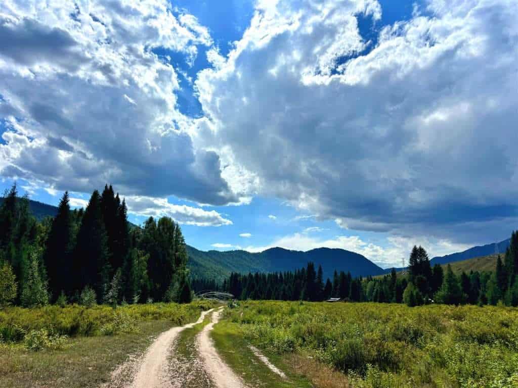 Walking through an open meadow lined with pine trees on the way to 克什阿什克村