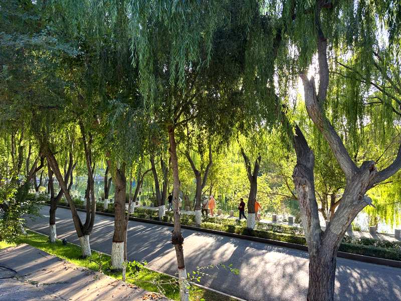 Shaded walking path lined with willow trees along the Ili River, Yining